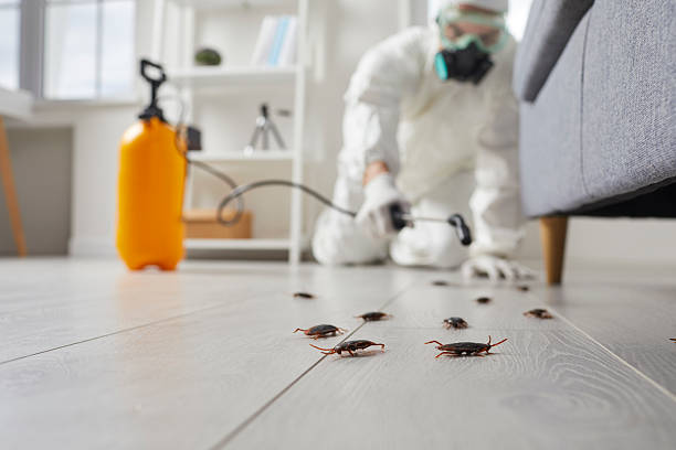 Post-Treatment Bed Bug Interceptor Monitoring in Grove City